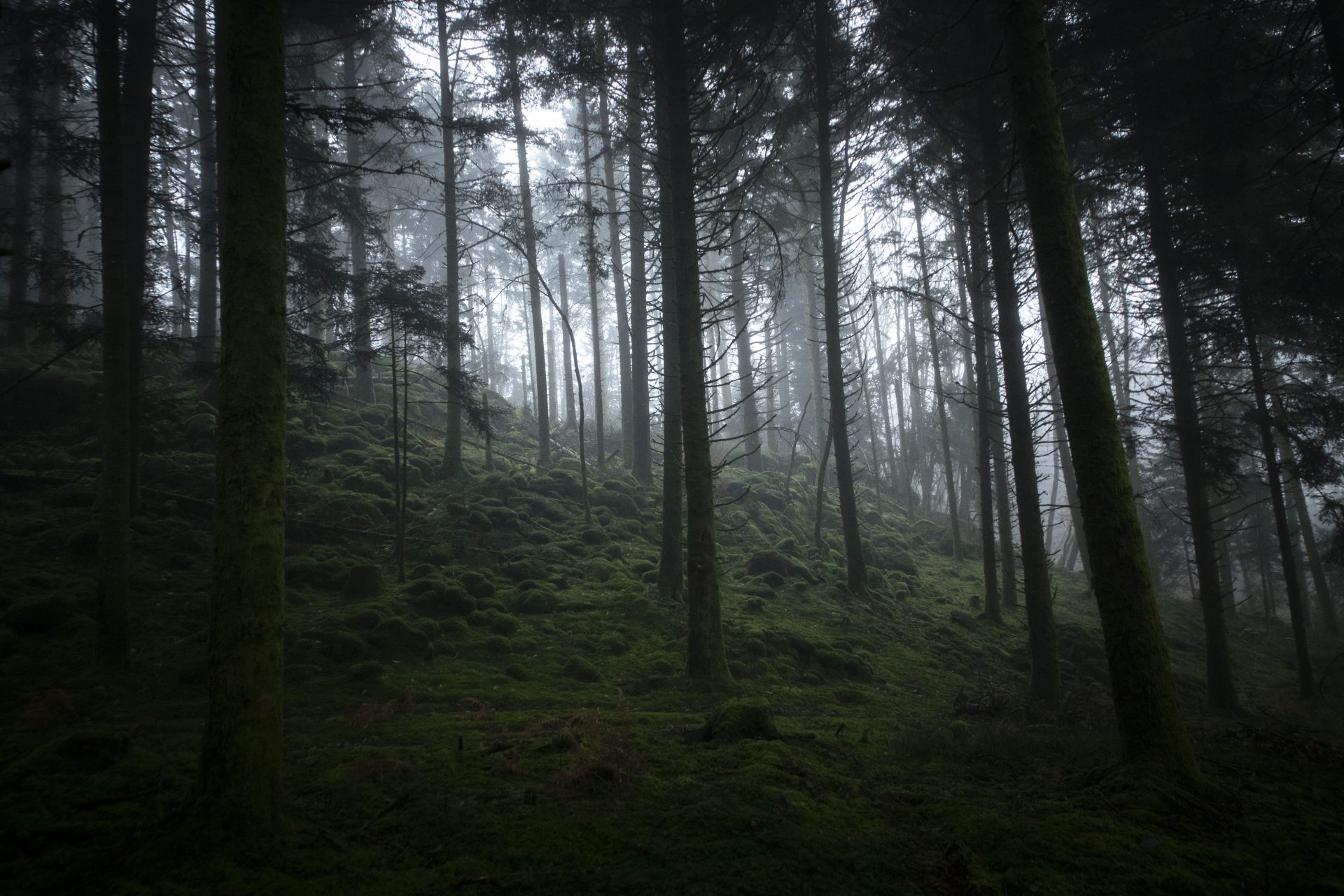 _mg_4775
